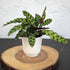 (3PK) 4 Inch Pet Safe Live Prayer Plant Calathea Collection in Pots, Pet Friendly Houseplants, Rattlesnake Plant