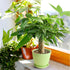 4" Live Plants Money Tree in Green Plastic Pot, Easy to Grow Houseplant, Indoor Bonsai, Home Office Decor, Birthday