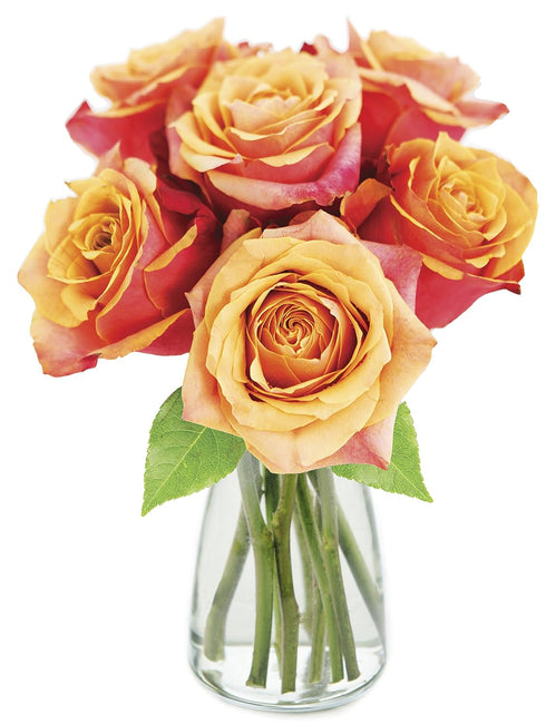 KaBloom - Bouquet of 6 Fresh Cut Orange Roses (Farm-Fresh, Long-Stem) with