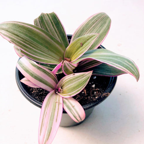 4" Blissful Moses in the Cradle Tradescantia Live Plant Pot Purple-Pink-Green Sword Like Leaves Wandering Jews Drought