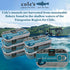 4oz Hand-Packed 14g Pack 5 Coles Patagonian Smoked Mussels Canned in Extra Virgin Olive Oil | Tinned Mussels | Protein