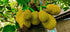 RawJoy Organic Fresh Jackfruit by Farms