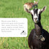 A2 40 2.5 Mt. Capra Whole Goat Milk | Powder from Non-GMO, Grass-Fed Goats, Creamy, Great Tasting, Easy to Digest, Milk