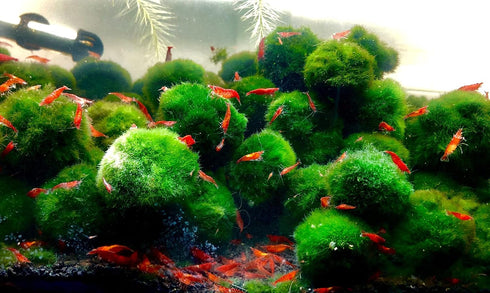 Aquarigram 8 (+2 Bonus) Red Cherry Shrimp Live (Neocaridina Davidi) by