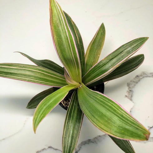 4" Blissful Moses in the Cradle Tradescantia Live Plant Pot Purple-Pink-Green Sword Like Leaves Wandering Jews Drought