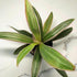 4" Blissful Moses in the Cradle Tradescantia Live Plant Pot Purple-Pink-Green Sword Like Leaves Wandering Jews Drought
