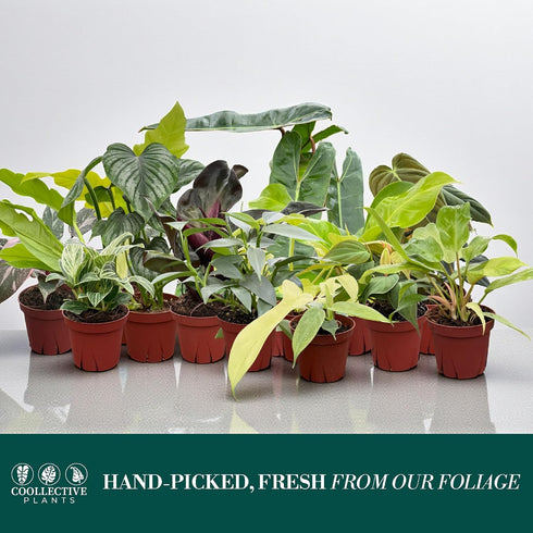 (4 Pack) 4 CoollectivePlants Philodendron Collection Live Indoor Plants in Grower Pots, Easy Care Tropical Houseplants