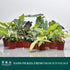 (4 Pack) 4 CoollectivePlants Philodendron Collection Live Indoor Plants in Grower Pots, Easy Care Tropical Houseplants