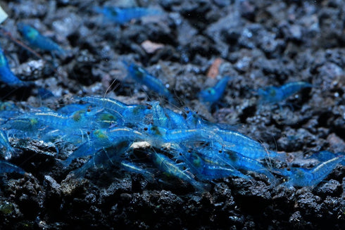 (5 Pack)) Live Freshwater Aquarium Shrimp Neocaridina (Blue Velvet