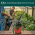 6" CoollectivePlants Calathea Lancifolia 'Rattlesnake' | Live Indoor Houseplant in Pot, Easy Care, Low Maintenance