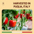 9.88oz Gusta Pepper Compote in Olive Oil on a Bed of Spices - Made in Italy - Organic Bell Peppers Glass Jar with Extra