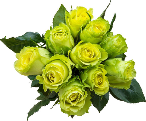 Flower Explosion 12 Stems - Fresh Cut Limbo Green Rose Bouquet from