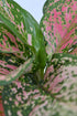 6 Inch 3-Pack Live Aglaonema Chinese Evergreen, Lucky Plant Growers Choice of Ruby Ray, Lady Valentine, or Lucky Red
