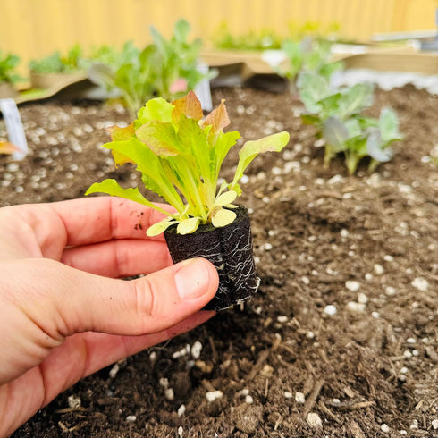 (6 Lettuce Mix Seedlings: Ready-to-Plant, Starts, Starters, Plugs, Garden Ready, Live Plants, Transplants