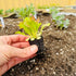 (6 Lettuce Mix Seedlings: Ready-to-Plant, Starts, Starters, Plugs, Garden Ready, Live Plants, Transplants