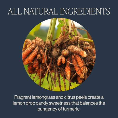 16 (Pack 1) Rishi Tea Turmeric Ginger Herbal Tea - Organic Loose Leaf, Caffeine Free Blend with Spicy Ginger & Citrus