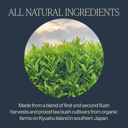 15 Count (Pack 1) Rishi Tea Sencha Green Tea - Organic Sachet Bags, Caffeinated Japanese Green Tea, Enjoy Hot or Iced