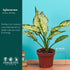 4" Aglaonema Snow White Live Plant in Pot Spring Snow Indoor Houseplant, Pet Friendly, Easy Care, Low Maintenance