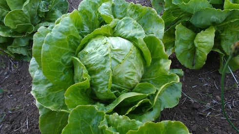 fresh-picked Fresh Picked: Iceberg Lettuce Vegetable, 1 Pk