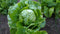 fresh-picked Fresh Picked: Iceberg Lettuce Vegetable, 1 Pk