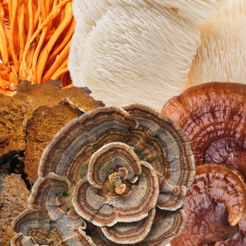 5 70% 100% Organic Mushroom Blend Dark Chocolate Bar | Functional Mushroom Supplement | Fruiting Body Extracts | Lion's
