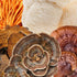 5 70% 100% Organic Mushroom Blend Dark Chocolate Bar | Functional Mushroom Supplement | Fruiting Body Extracts | Lion's