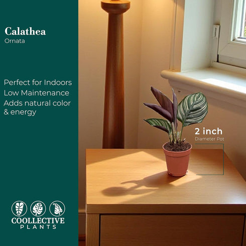 4" Calathea Ornata Live Plant in Growers Pot Easy Care Indoor Houseplant, Low Maintenance Tropical Prayer Plant, Pet