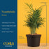 14-18 Inches Costa Farms Parlor Palm Live Plant in Plastic Pot, Air Purifying Indoor Houseplant, Perfect for Home