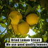 ZCFIKJ 2.5Oz/70g,Natural Dried Lemon Slices Dehydrated Lemon Slices for Cocktails Garnish/Potpourri/Cake