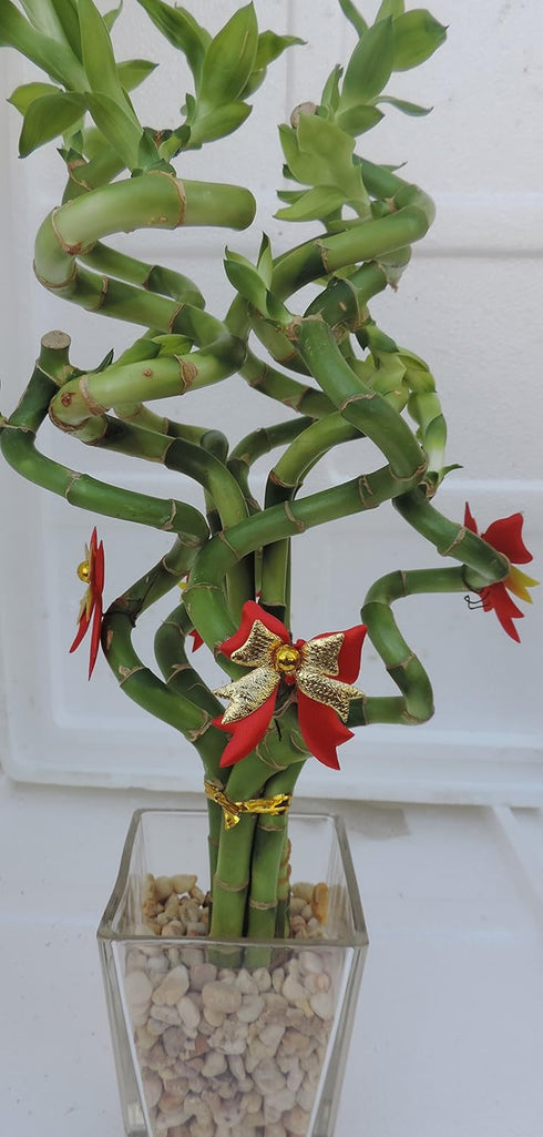 JM BAMBOO Christmas-4" lucky bamboo Decorated -The Indoor Pot w/ Glasses Vase