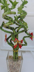 JM BAMBOO Christmas-4" lucky bamboo Decorated -The Indoor Pot w/ Glasses Vase