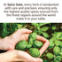 (1 oz) Spice Gate Mint Leaves