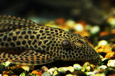 Aquaticblendedfoods A442 (6oz) Ultra Bottom Feeder Food Mix Shrimp/Worm Wafers Catfish Pleco Loaches