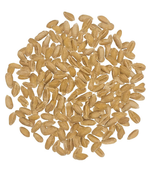 4 lb CLEAR CREEK Spelt Berries | | Vegan | Non-GMO Project Verified | North American Grown