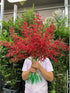10 Stems of Fresh Red Ascocenda Orchids - Elegant Gift Flowers