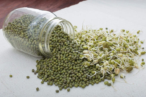 3 Food to Live Organic Mung Beans, Pounds Non-GMO, Whole Dried Beans, Green Gram, Sproutable, Kosher, Sirtfood. Good