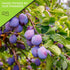 (80oz, 5 LB) NUT CRAVINGS - Dried Prunes Pitted Unsweetened, Dry Plums No Sugar Added, Unsulphured Sweet Healthy Snack