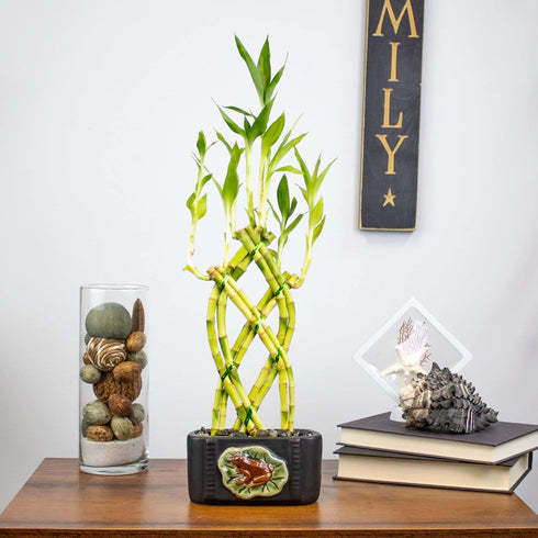 8 NW Wholesaler - Stalk Trellis Lucky Bamboo Plant Arrangement - Indoor Trellis Plant, House Plant, Feng Shui Lucky