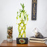 8 NW Wholesaler - Stalk Trellis Lucky Bamboo Plant Arrangement - Indoor Trellis Plant, House Plant, Feng Shui Lucky