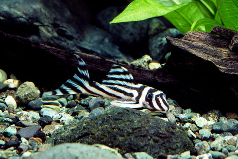 Aquaticblendedfoods A442 (6oz) Ultra Bottom Feeder Food Mix Shrimp/Worm Wafers Catfish Pleco Loaches