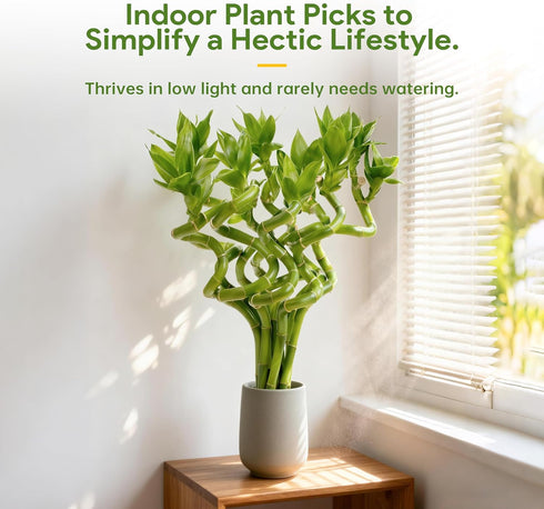 10 8 Inch Fresh Lucky Bamboo Stalks Spiral Style Live Plant - for Home Office Decor, Feng Shui & Good Fortune