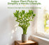 10 8 Inch Fresh Lucky Bamboo Stalks Spiral Style Live Plant - for Home Office Decor, Feng Shui & Good Fortune