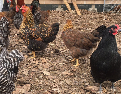 Barnyard Mix Fertile (12 Chicken Hatching Eggs Raised on Organic Eggs)