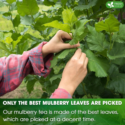 FreshDrinkUS, Premium 120 Mulberry Leaf Tea Bags, 100% Natural & Pure from Mulberry Leaves, No Sugar, No Caffeine, Vegan