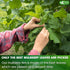 FreshDrinkUS, Premium 120 Mulberry Leaf Tea Bags, 100% Natural & Pure from Mulberry Leaves, No Sugar, No Caffeine, Vegan