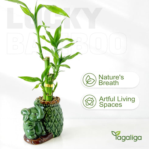 3-Stalk Set 6'' 6'' 8'' Lucky Bamboo with Pebbles in Elephant Pineapple Pot Live Houseplant for Good Fortune