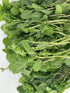 Generic (1 lb) Fresh Mint Leaves