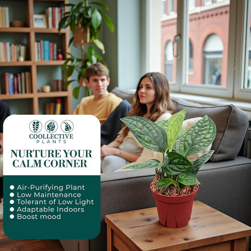 4" CoollectivePlants Monstera Peru | Live Indoor Houseplant in Pot, Easy Care, Low Maintenance, Drought-Tolerant