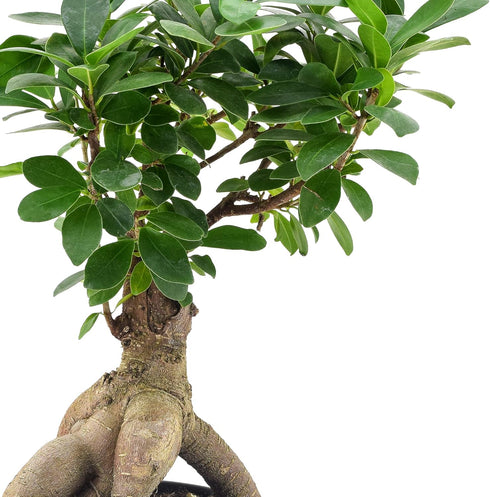 Arcadia Garden Products LV62 6 6 Inch, Ginseng Ficus Live Indoor Bonsai Plant in in. Plastic Grower Pot, Green *Sold By