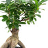 Arcadia Garden Products LV62 6 6 Inch, Ginseng Ficus Live Indoor Bonsai Plant in in. Plastic Grower Pot, Green *Sold By